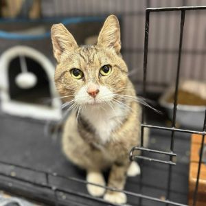 Benny Domestic Short Hair Cat
