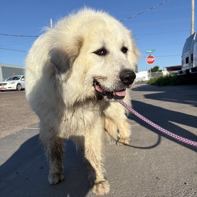 Bones, an adoptable Great Pyrenees in Garden City, KS, 67846 | Photo Image 1