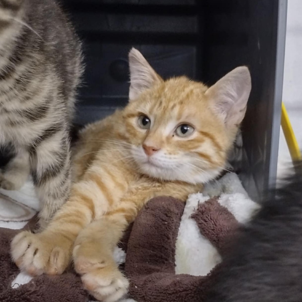 GCK-Stray-49068, an adoptable Domestic Short Hair in Garden City, KS, 67846 | Photo Image 1