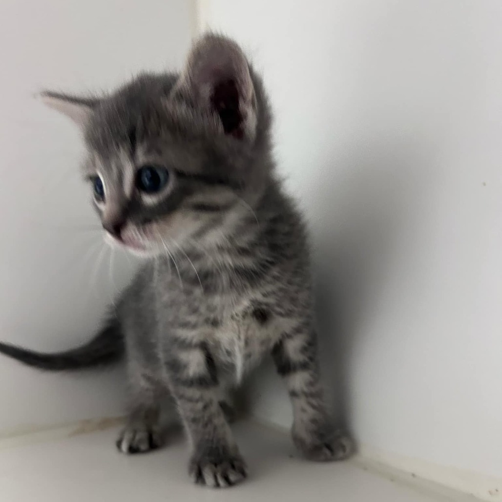 Spazz, an adoptable Domestic Short Hair in Garden City, KS, 67846 | Photo Image 1
