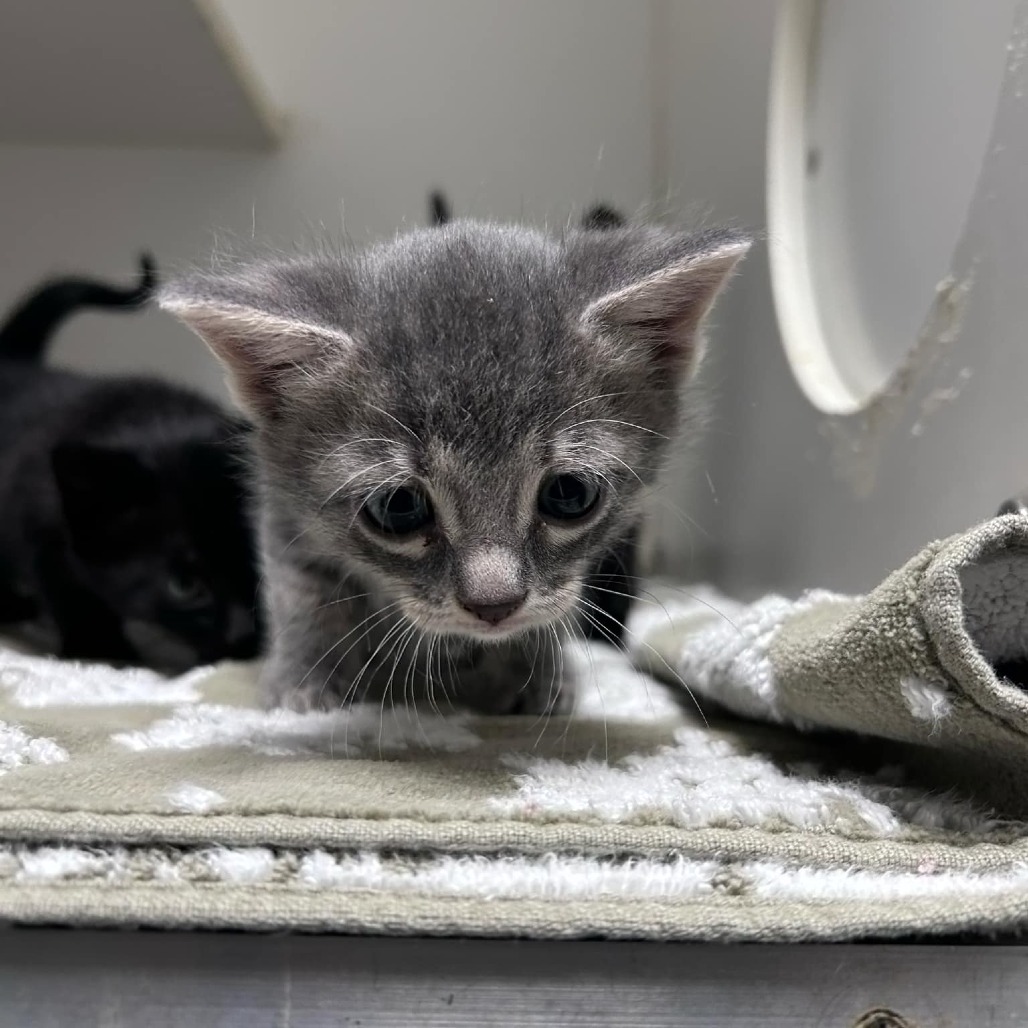 Spazz, an adoptable Domestic Short Hair in Garden City, KS, 67846 | Photo Image 2