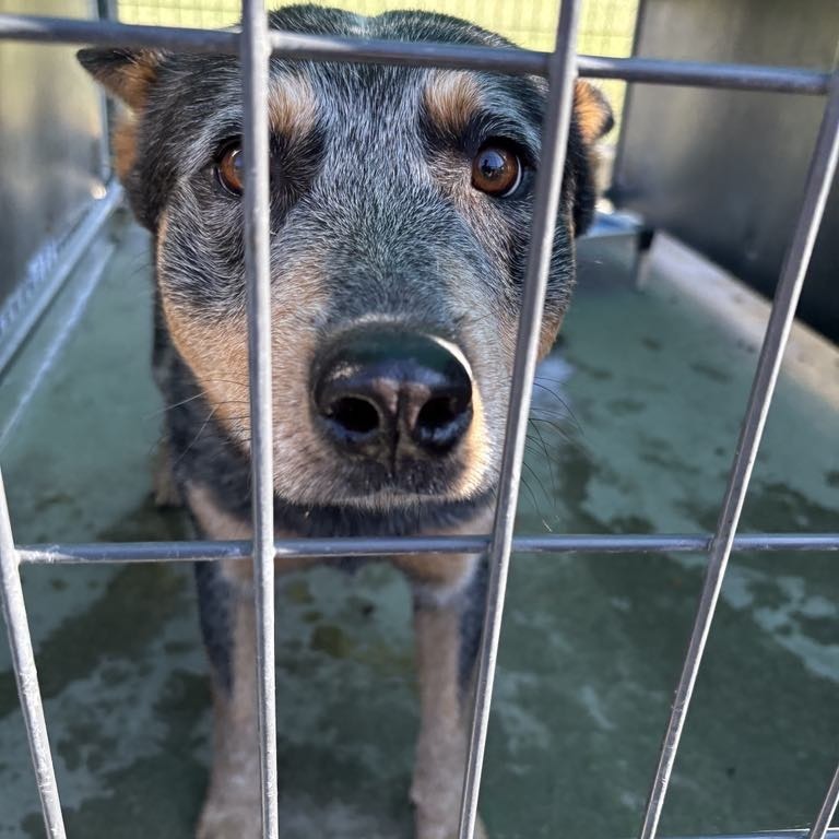 Pinto, an adoptable Australian Cattle Dog / Blue Heeler in Garden City, KS, 67846 | Photo Image 1