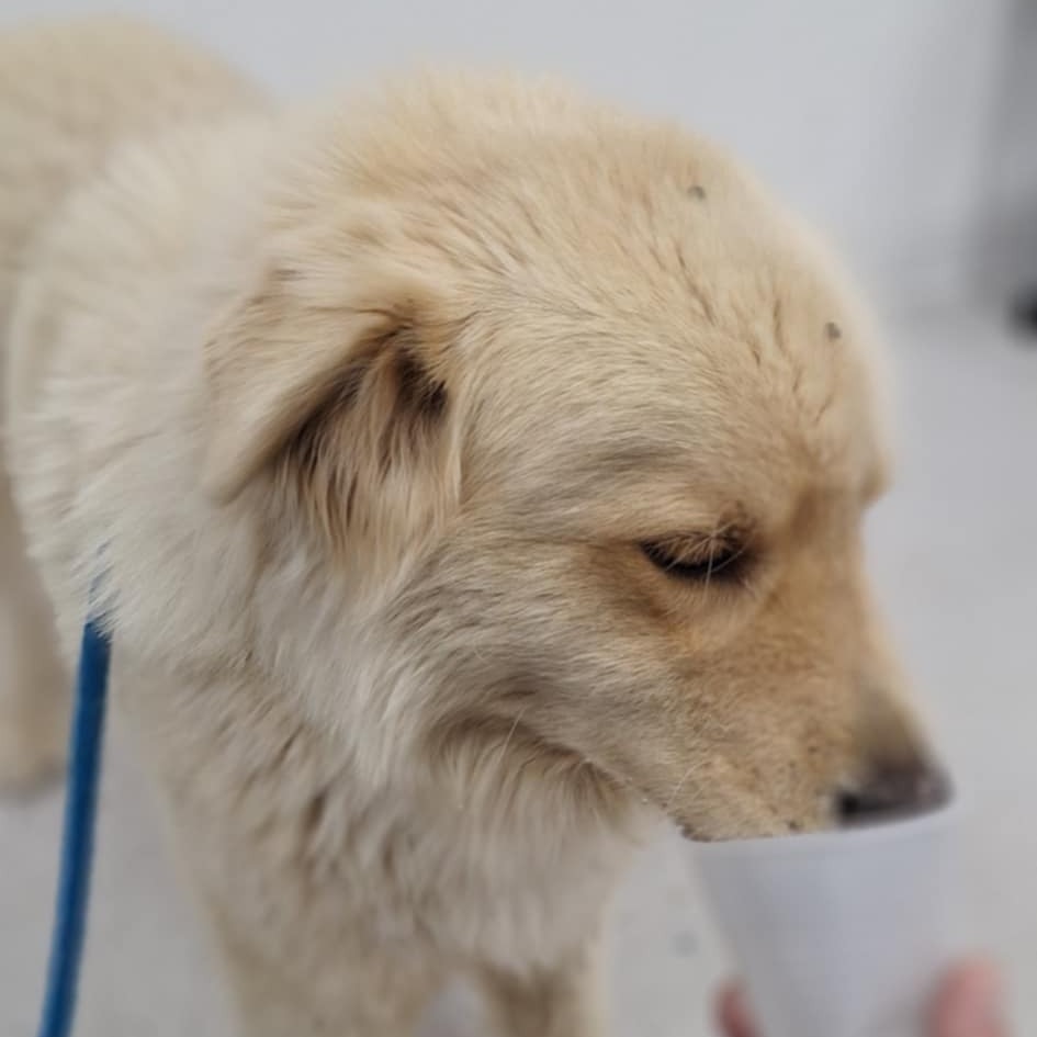Toby, an adoptable Yellow Labrador Retriever, Golden Retriever in Garden City, KS, 67846 | Photo Image 1