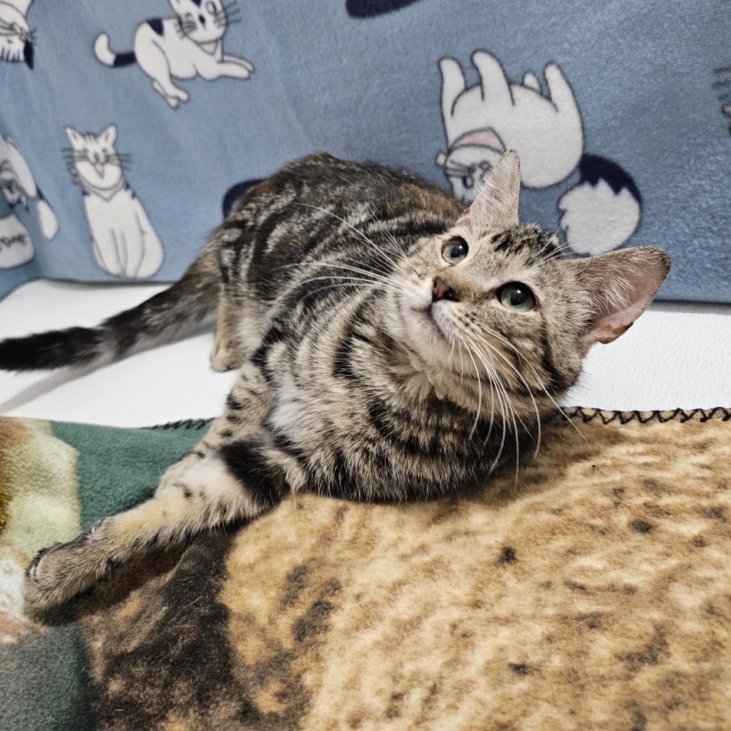 Glazed Ham, an adoptable Domestic Short Hair in Garden City, KS, 67846 | Photo Image 1