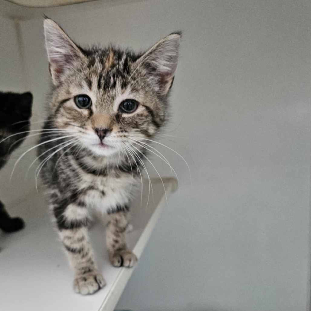 Glazed Ham, an adoptable Domestic Short Hair in Garden City, KS, 67846 | Photo Image 2