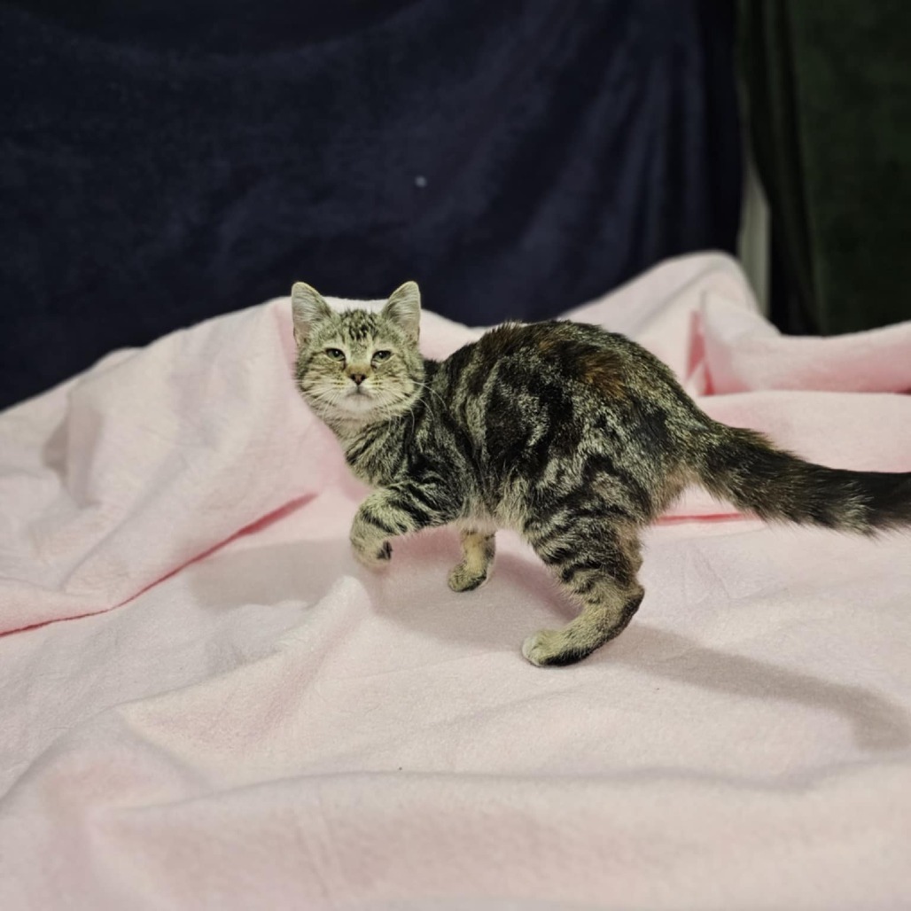 Glazed Ham, an adoptable Domestic Short Hair in Garden City, KS, 67846 | Photo Image 3