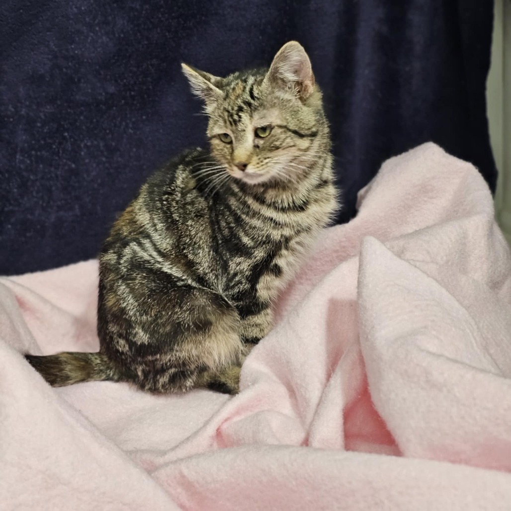 Glazed Ham, an adoptable Domestic Short Hair in Garden City, KS, 67846 | Photo Image 4