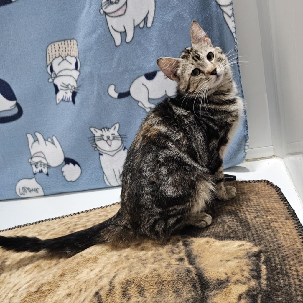 Glazed Ham, an adoptable Domestic Short Hair in Garden City, KS, 67846 | Photo Image 5