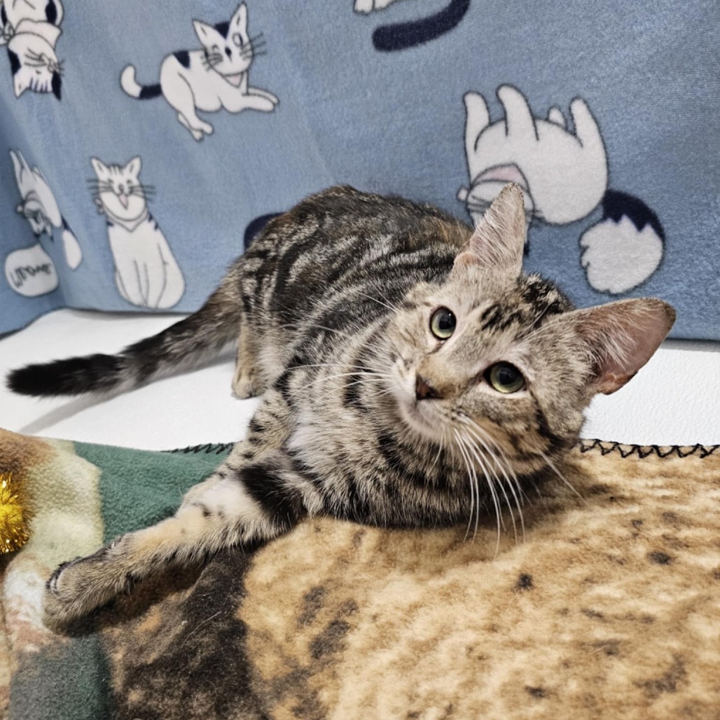 Glazed Ham, an adoptable Domestic Short Hair in Garden City, KS, 67846 | Photo Image 6