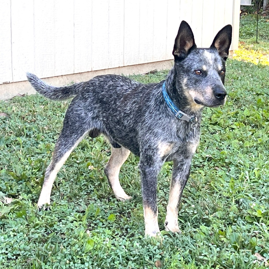 Ranger