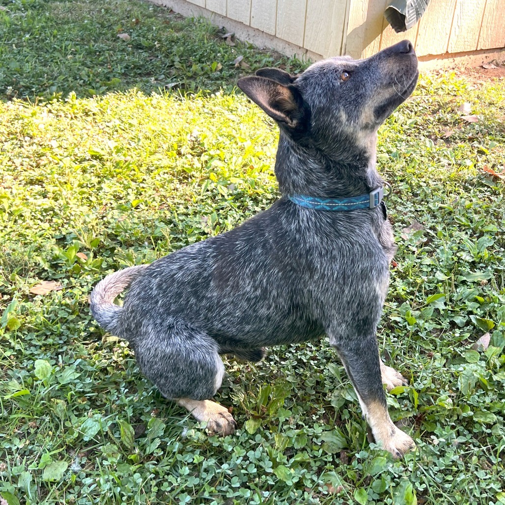 Ranger