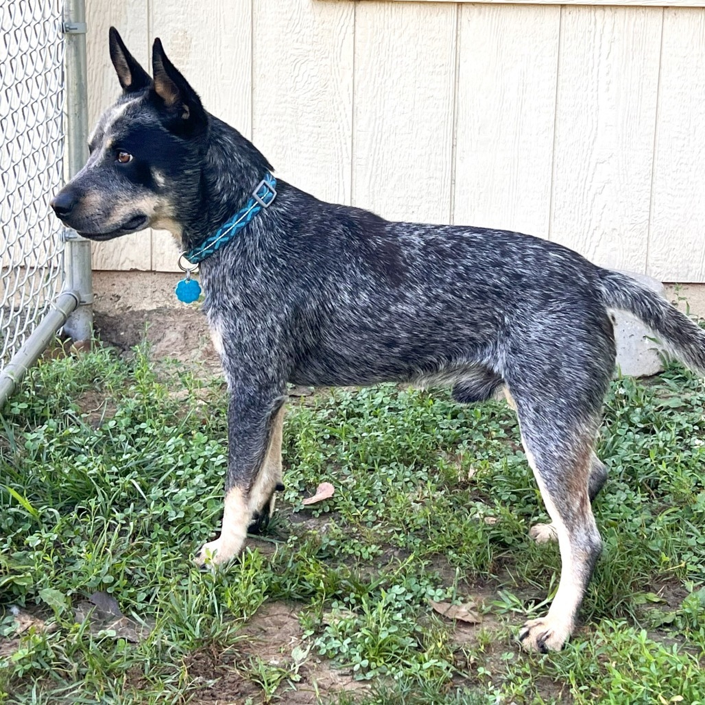Ranger