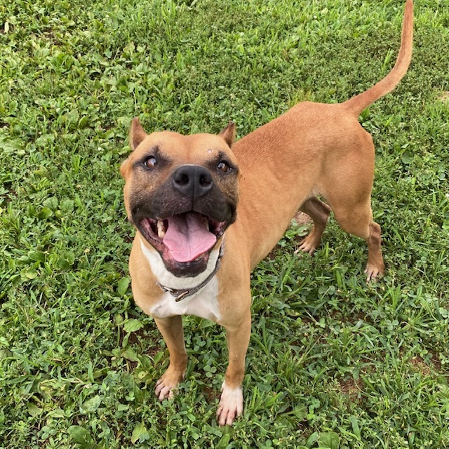 DOZER