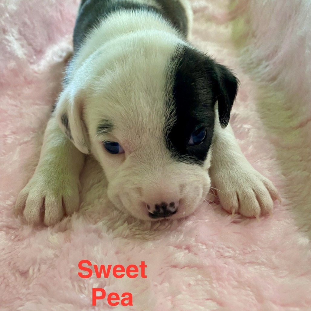 Sweet Pea