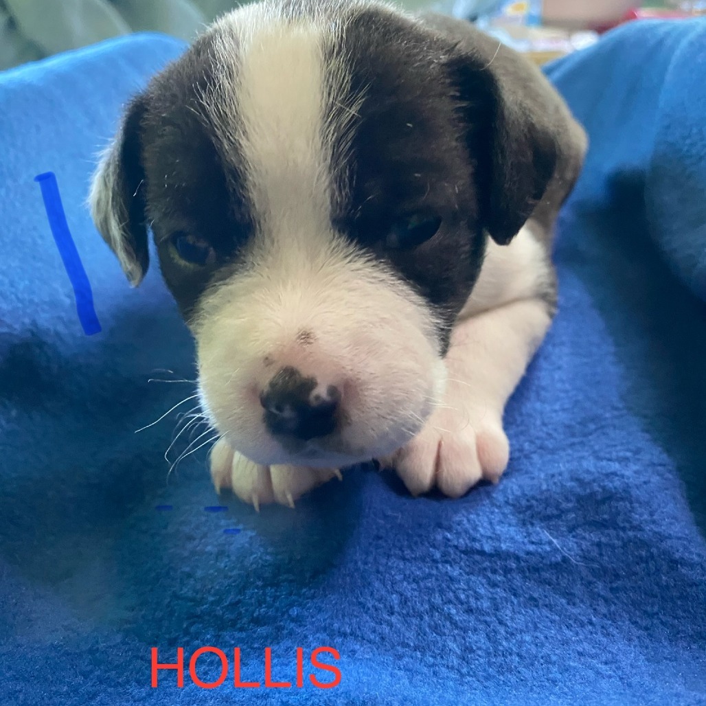 Hollis