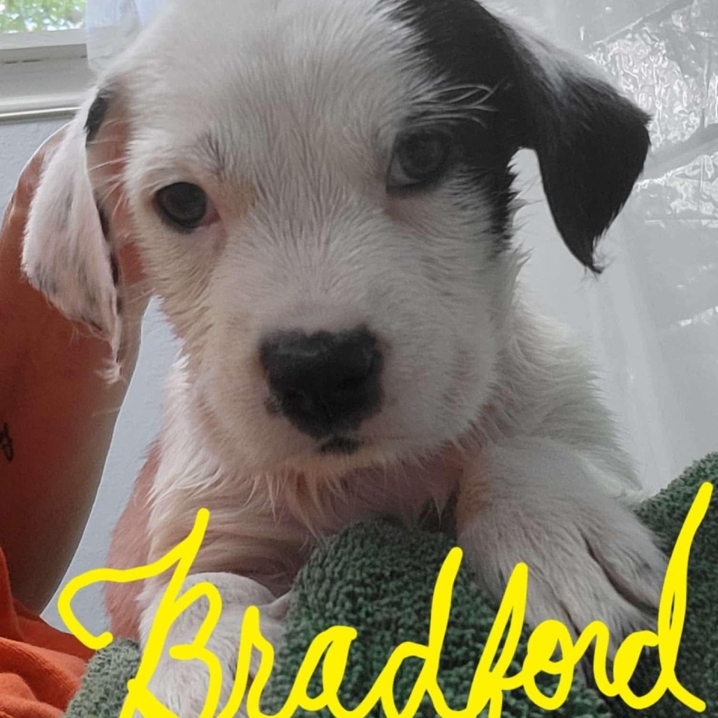 Bradford
