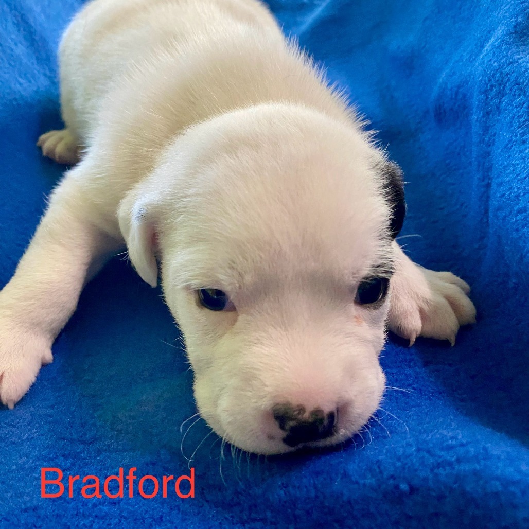Bradford