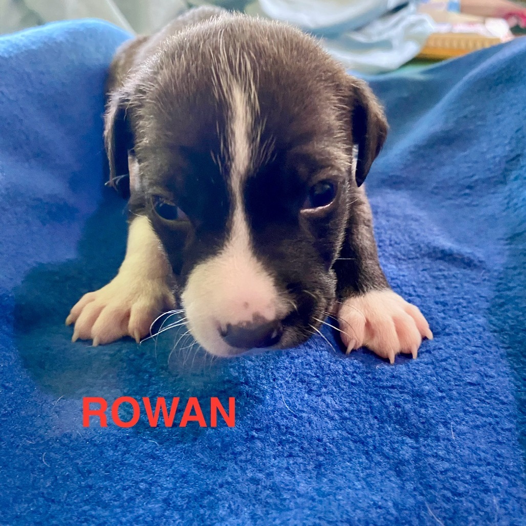 Rowan