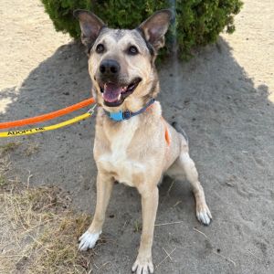 Luca Shepherd Dog