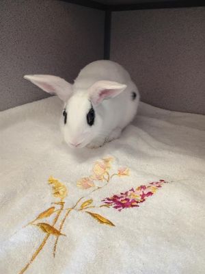 BUGS BUNNY, Young Male unknown