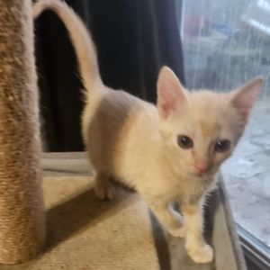 Reese P Sweet AR Domestic Short Hair Cat