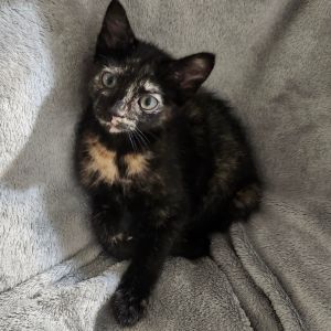 Toffi Fay Sweet AR Domestic Short Hair Cat
