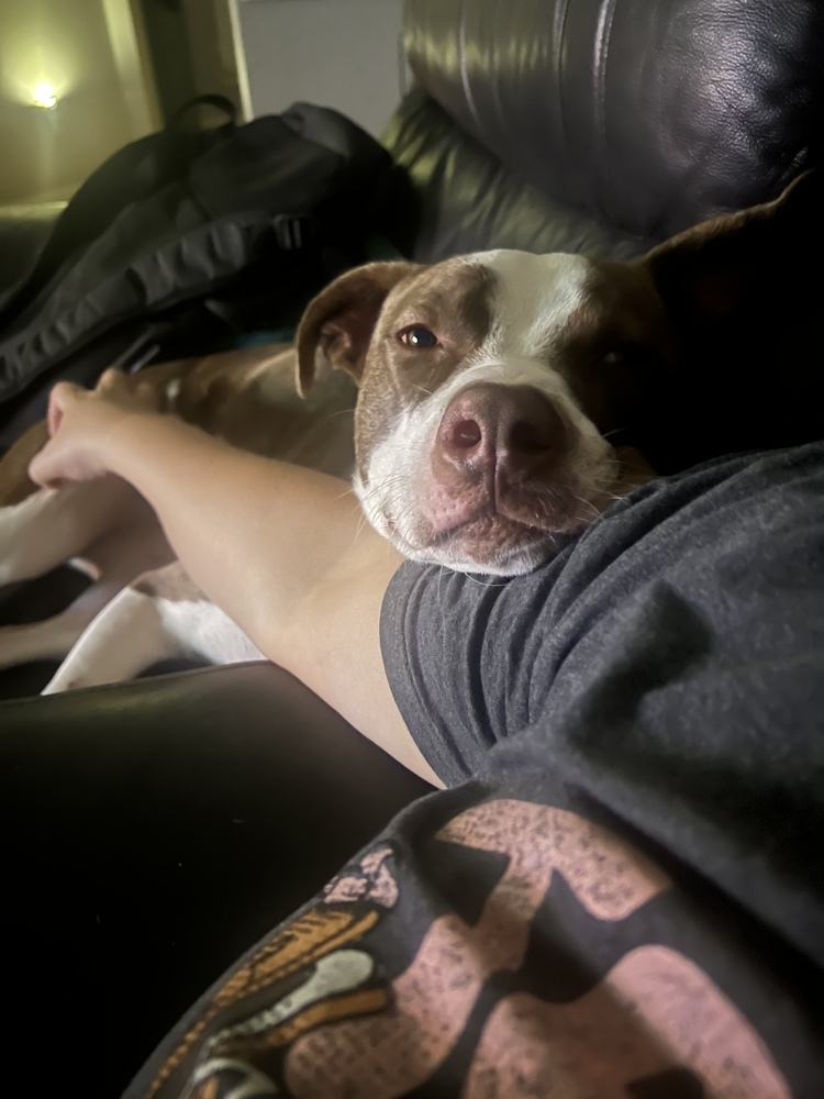Bandit