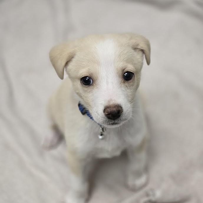 Caillou - Handsome, Confident!