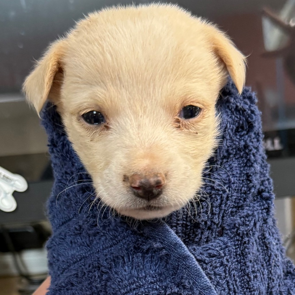 Caillou - Handsome, Confident!
