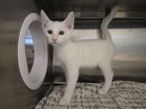 ARROW Domestic Short Hair Cat