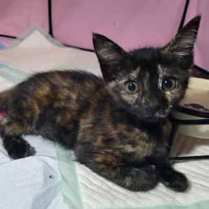 PENNY Domestic Short Hair Cat