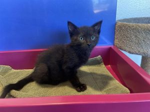 SNOTLOUT Domestic Short Hair Cat