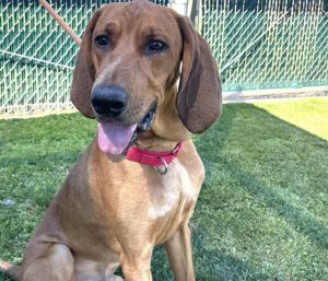 SHNEWPHEN Redbone Coonhound Dog