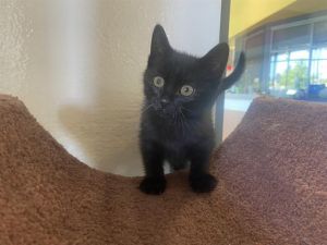 MISO Domestic Medium Hair Cat