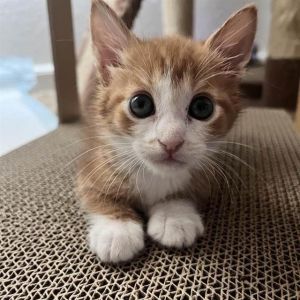 BOOTS Domestic Short Hair Cat