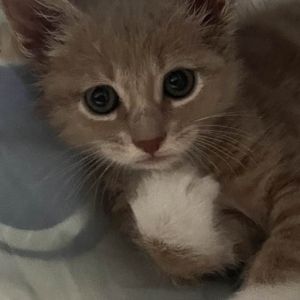 COWBOY Domestic Short Hair Cat