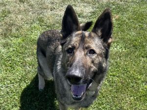 LESTAT German Shepherd Dog Dog