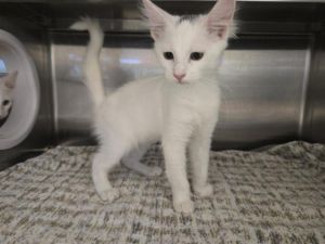 FEATHER Domestic Short Hair Cat