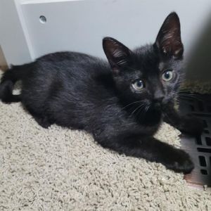 RAJ Domestic Short Hair Cat