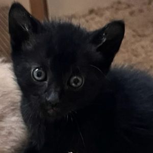 STALLION Domestic Short Hair Cat