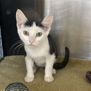 Inara - IN FOSTER, Baby Female unknown