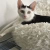 Inara - IN FOSTER photo 1