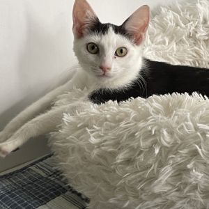 Inara - IN FOSTER, Baby Female unknown