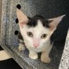 Inara - IN FOSTER photo 3