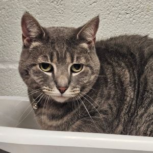 Lily, Adult Female unknown