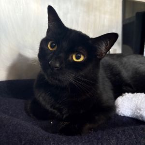 Opie, Adult Male unknown