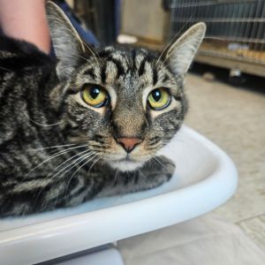 Tobie, Adult Male unknown
