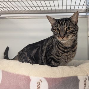 Tobie, Adult Male unknown