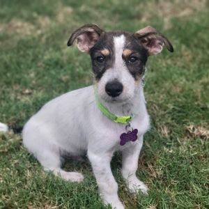 Murphy Terrier Dog
