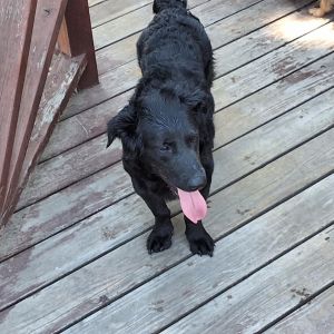 Meet Cherry - The Little Lovebug Looking for a sweet short-legged sidekick Cherry might be your g